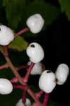 White baneberry <BR>Doll's eyes